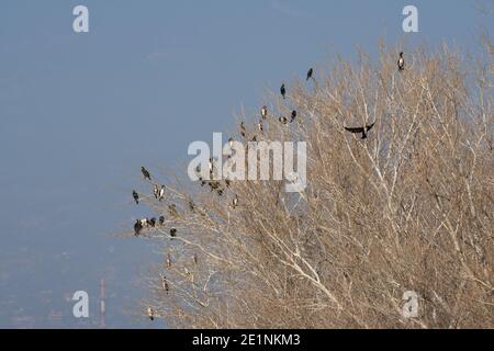 Colonie de cormorans assis sur les branches d'un arbre. Faune Banque D'Images