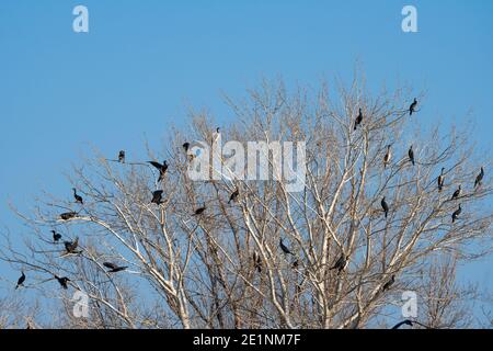 Colonie de cormorans assis sur les branches d'un arbre. Faune Banque D'Images