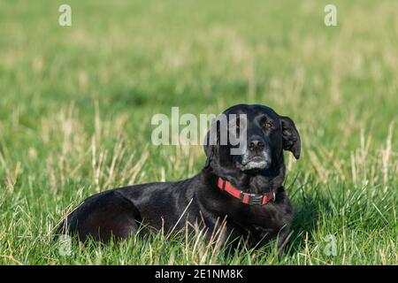 Gros plan d'un Labrador noir mignon qui se pose l'herbe Banque D'Images