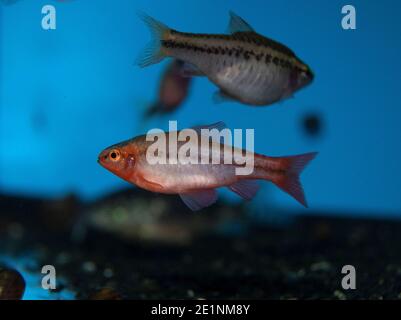 Jeune barbe de cerise rouge dans un aquarium tropical d'eau douce Banque D'Images