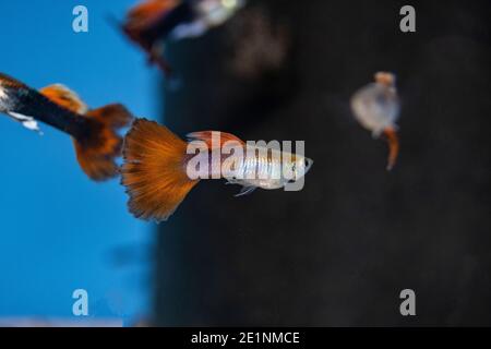 GuppY (Poecilia reticulata), également connu sous le nom de poisson arc-en-ciel, est l'un des poissons tropicaux les plus largement distribués au monde Banque D'Images