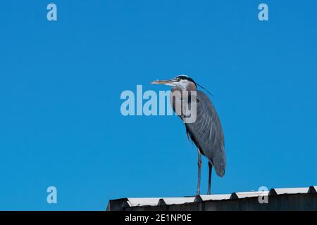 Grand héron sur le toit blanc d'un bâtiment en métal dans une marina avec un ciel bleu clair comme arrière-plan. Banque D'Images