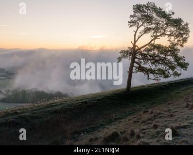 Belle vue sur le pin des scots avec brume tourbillonnante en contrebas dans la vallée de Pewsey, vue de Martinsell Hill, Wiltshire Banque D'Images