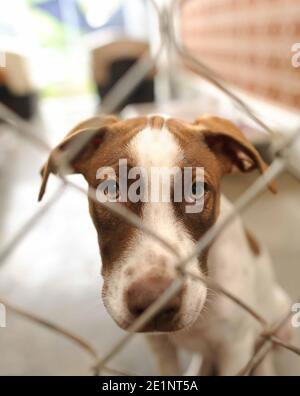 Un chien de refuge dans un refuge d'adoption est triste Par une clôture dans un format d'image vertical Banque D'Images