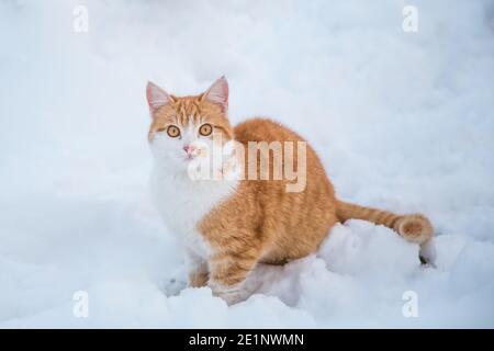 Tabby rouge chat mâle dans la neige Banque D'Images