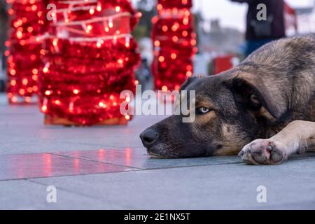 Un chien errant de race brune mélangée avec des yeux bleus est couché à l'extérieur sur le sol froid. Il a l'air très triste et solitaire. Derrière l'animal se trouvent les guirlandes rouges Banque D'Images