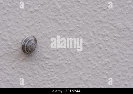 Un seul escargot montant un mur rugueux texturé. La coque naturelle est marron et blanche. Arrière-plan animal naturel avec espace de copie Banque D'Images