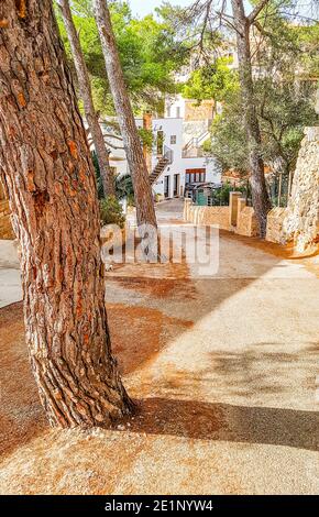 Vieux arbre au bord de la route sur Majorque en Espagne. Banque D'Images