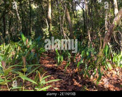 Forêt de chênes avec fougères de langue hart sur le sol, dans le centre des montagnes andines de Colombie, près de la ville coloniale de Villa de Leyva. Banque D'Images