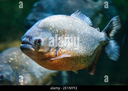 Piranha Fish - vue latérale Banque D'Images