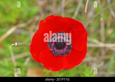 Anémone rouge fleur Banque D'Images