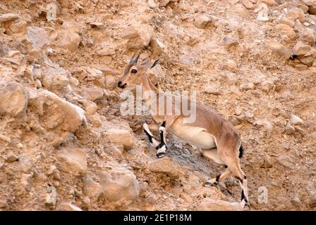 Ibex escalade sur la montagne Banque D'Images