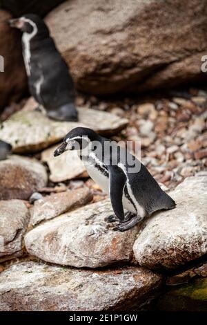 Une paire de pingouins africains sur les rochers. Banque D'Images