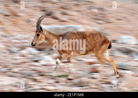 Mouvement de marche flou Ibex Banque D'Images