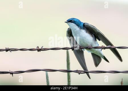Hirondelle d'arbre (Tachycineta bicolor) sur une clôture, Wallowa Valley, Oregon. Banque D'Images