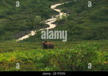 L'ours brun se dresse tranquillement dans le désert de l'Alaska Banque D'Images