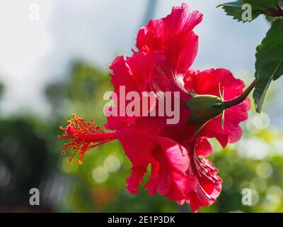 Une fleur rouge rouge cramoisi rouge double Hibiscus plante, 'Hiawatha', couleur éclatante, en fleur, été, Arrière-plan du jardin côtier flou Banque D'Images