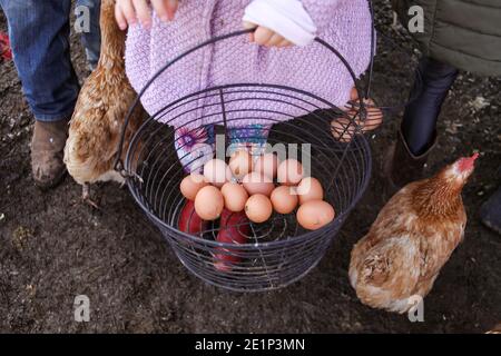 panier d'oeufs étant tenu par la petite fille en rose manteau sur une ferme Banque D'Images