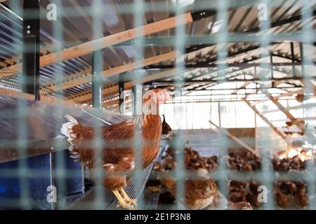 Un poulet debout sur une corniche dans la maison de poule tiré à travers clôture Banque D'Images
