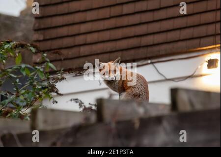 Renard rouge (Vulpes vulpes) errant sur le dessus du mur de briques piqué de verre brisé lors de sa visite matinale du territoire dans les jardins résidentiels. Londres, Royaume-Uni. Banque D'Images