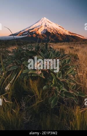 Feuilles givrée d'hiver au pied du mont Taranaki après la première chute de neige de la saison, Nouvelle-Zélande Banque D'Images