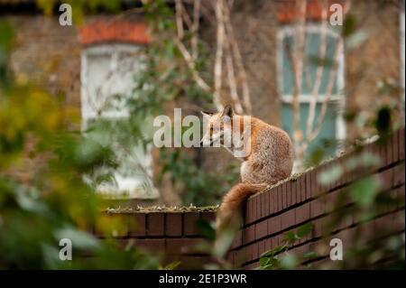 Renard rouge (Vulpes vulpes) errant sur le dessus du mur de briques piqué de verre brisé lors de sa visite matinale du territoire dans les jardins résidentiels. Londres, Royaume-Uni. Banque D'Images