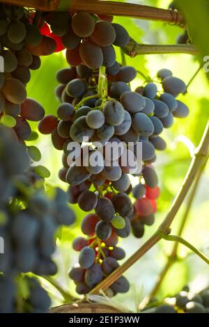 de grandes grappes de raisins rouges sont accrochées à une vigne, couleur de fond chaude. Banque D'Images