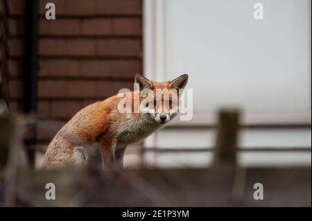 Renard rouge (Vulpes vulpes) errant sur le dessus du mur de briques piqué de verre brisé lors de sa visite matinale du territoire dans les jardins résidentiels. Londres, Royaume-Uni. Banque D'Images