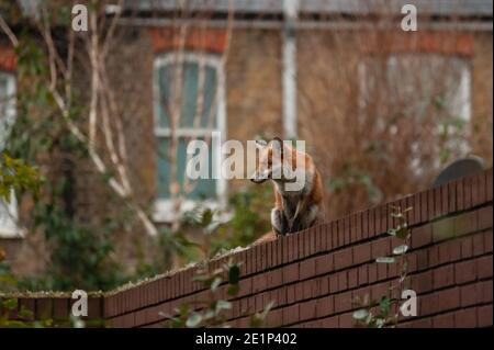 Renard rouge (Vulpes vulpes) errant sur le dessus du mur de briques piqué de verre brisé lors de sa visite matinale du territoire dans les jardins résidentiels. Londres, Royaume-Uni. Banque D'Images