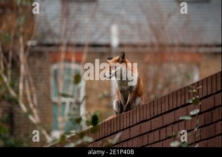 Renard rouge (Vulpes vulpes) errant sur le dessus du mur de briques piqué de verre brisé lors de sa visite matinale du territoire dans les jardins résidentiels. Londres, Royaume-Uni. Banque D'Images