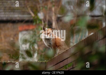 Renard rouge (Vulpes vulpes) errant sur le dessus du mur de briques piqué de verre brisé lors de sa visite matinale du territoire dans les jardins résidentiels. Londres, Royaume-Uni. Banque D'Images