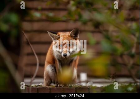 Renard rouge (Vulpes vulpes) errant sur le dessus du mur de briques piqué de verre brisé lors de sa visite matinale du territoire dans les jardins résidentiels. Londres, Royaume-Uni. Banque D'Images