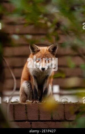 Renard rouge (Vulpes vulpes) errant sur le dessus du mur de briques piqué de verre brisé lors de sa visite matinale du territoire dans les jardins résidentiels. Londres, Royaume-Uni. Banque D'Images