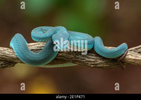 Vipère de l'île de Sunda ( Trimeresurus insularis ) Banque D'Images