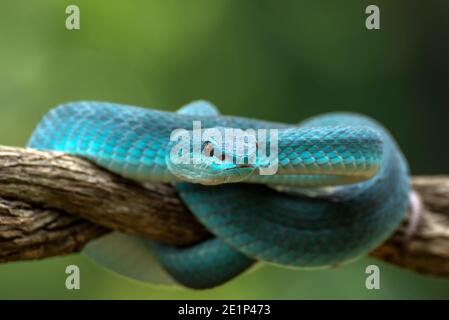 Vipère de l'île de Sunda ( Trimeresurus insularis ) Banque D'Images