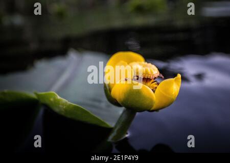 Fleur jaune de Lilly avec araignée sur son pétale dans Eau en WA Banque D'Images