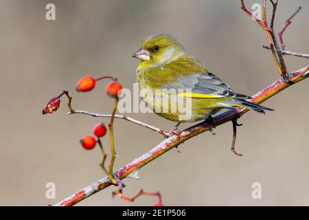 Mâle européen Greenfinch, Chloris chloris, portrait d'automne. L'oiseau perche sur une branche avec des baies rouges sur un fond uniforme Banque D'Images