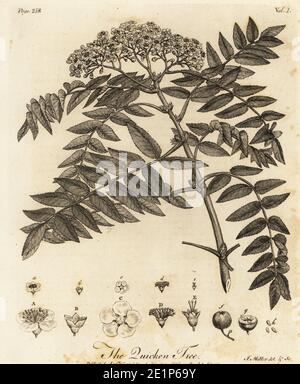 Arbre Quicken ou Quick-Beam, Sorbus aucuparia. Gravure de coperplate dessinée et gravée par John Miller (Johann Sebastian Muller) de Sylva de John Evelyn, ou UN discours sur les arbres forestiers et la propagation de Timer, J. Dodsley, Londres, 1776. Banque D'Images