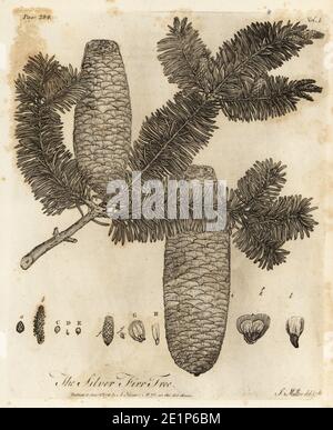 Sapin argenté européen, Abies alba. Sapin argenté, Pinus picea. Gravure de coperplate dessinée et gravée par John Miller (Johann Sebastian Muller) de Sylva de John Evelyn, ou UN discours sur les arbres forestiers et la propagation de Timer, J. Dodsley, Londres, 1776. Banque D'Images