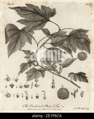 Plat américain, Platanus occidentalis. Arbre de plan occidental. Gravure de coperplate dessinée et gravée par John Miller (Johann Sebastian Muller) de Sylva de John Evelyn, ou UN discours sur les arbres forestiers et la propagation de Timer, J. Dodsley, Londres, 1776. Banque D'Images