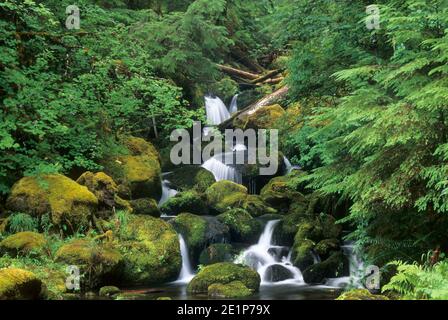 Watson Creek sur Watson Falls Trail, route panoramique nationale Rogue-Umpqua, forêt nationale d'Umpqua, Oregon Banque D'Images