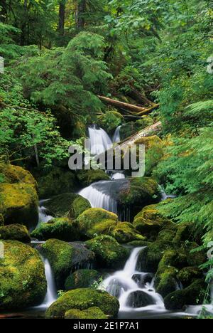 Watson Creek sur Watson Falls Trail, route panoramique nationale Rogue-Umpqua, forêt nationale d'Umpqua, Oregon Banque D'Images