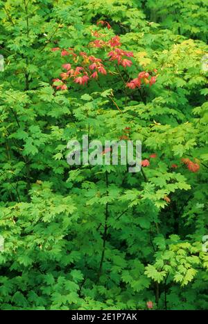 Vigne rouge Érable (Acer circinatum) feuilles, Rogue-Umpqua National Scenic Byway, Umpqua National Forest, Virginia Banque D'Images