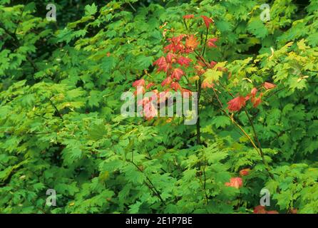 Vigne rouge Érable (Acer circinatum) feuilles, Rogue-Umpqua National Scenic Byway, Umpqua National Forest, Virginia Banque D'Images