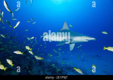 Le requin sandbar, Carcharhinus plumbeus, avec des copépodes parasites sur le museau, nage à travers l'école de vivaneau ou de taapon à tête bleue, Honokohau, Kona, Hawaii Banque D'Images