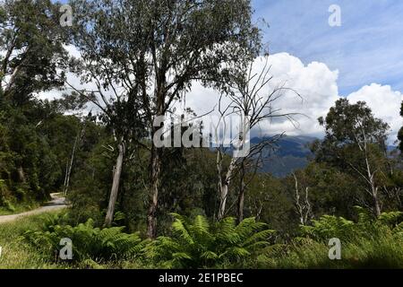 Une route de terre près d'Olsens Lookout dans les Snowy Mountains De l'Australie Banque D'Images