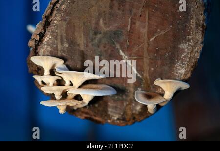 Les champignons Super Foods qui poussent sur un tronc d'arbre Banque D'Images