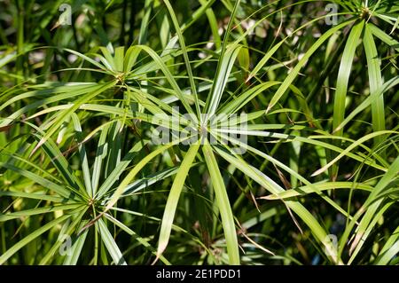 Plante ombrelle (Cyperus alternifolius). Appelé Parapluie Palm, Parapluie papyrus et Parapluie Sdge Banque D'Images