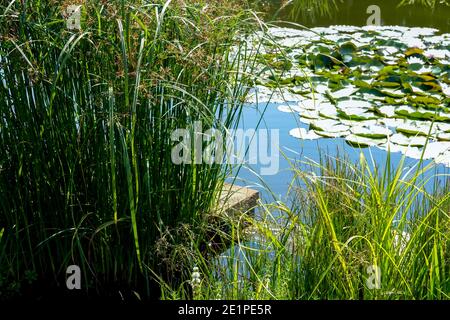 Plantes poussant dans un petit étang de jardin joli étang de jardin naturel Banque D'Images