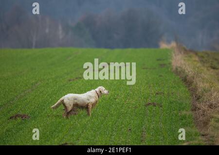 chien de chasse, chien en automne dans le champ Banque D'Images